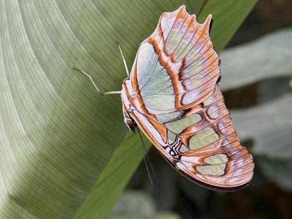 <h3><a href="/trips/costa-rica/biota/animalia/arthropoda/insecta/022 lepidoptera/025 nymphalidae nymphalinae/siproeta stelenes/siproeta stelenes-nl.html">Siproeta&nbsp;stelenes</a> / Malachite / </h3>Apple met iPhone 16 Pro back triple camera 6.765mm f/1.78, 1/60 sec  bij F1.8, ISO 125